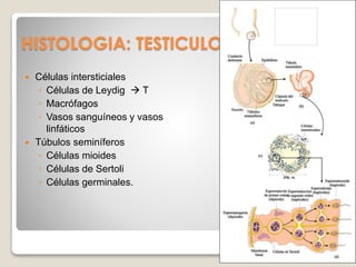 HISTOLOGIA: TESTICULO
 Células intersticiales
◦ Células de Leydig  T
◦ Macrófagos
◦ Vasos sanguíneos y vasos
linfáticos
 Túbulos seminíferos
◦ Células mioides
◦ Células de Sertoli
◦ Células germinales.
 