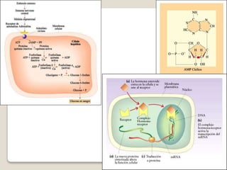 Sistema Endocrino 2014