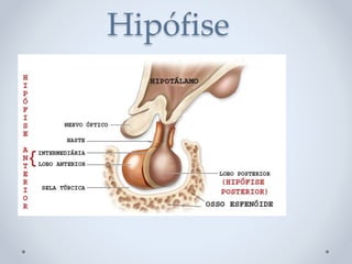 Hipófise
 