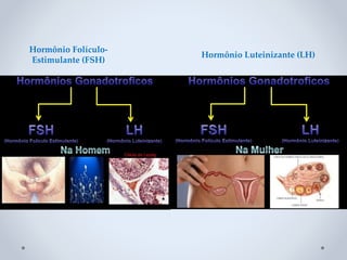 Hormônio Folículo-
Estimulante (FSH)
Hormônio Luteinizante (LH)
 