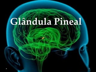 Glândula Pineal
 