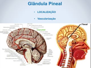 Glândula Pineal
• LOCALIZAÇÃO
• Vascularização
 