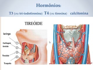 Hormônios:
T3 (ou tri-iodotironina) T4 (ou tiroxina) calcitonina
 
