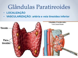 • LOCALIZAÇÃO
• VASCULARIZAÇÃO: artéria e veia tireoidea inferior
Glândulas Paratireoides
 