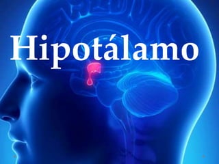 Hipotálamo
 