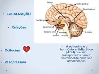 • LOCALIZAÇÃO
• Relações
• Ocitocina
• Vasopressina
• A ocitocina e o
hormônio antidiurético
(ADH) que são
transportados para a
neurohipófise onde são
armazenados
 