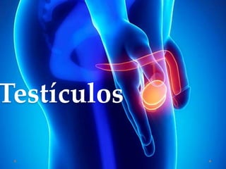 Testículos
 