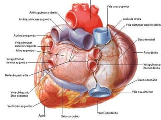 GRANDES VASOS CARDÍACOS
 