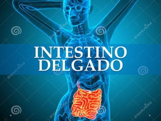 INTESTINO
DELGADO
 
