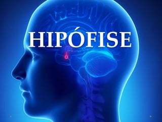 HIPÓFISE
 