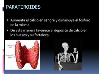 PARATIROIDES
 Aumenta el calcio en sangre y disminuye el fosforo
en la misma.
 De esta manera favorece el depósito de calcio en
los huesos y su fortaleza.
 