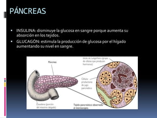 PÁNCREAS
 INSULINA: disminuye la glucosa en sangre porque aumenta su
absorción en los tejidos.
 GLUCAGÓN: estimula la producción de glucosa por el hígado
aumentando su nivel en sangre.
 