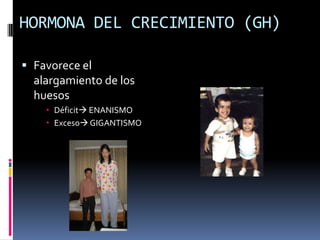 HORMONA DEL CRECIMIENTO (GH)
 Favorece el
alargamiento de los
huesos
 Déficit ENANISMO
 Exceso GIGANTISMO
 