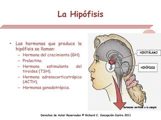 La Hipófisis


• Las hormonas que produce la
  hipófisis se llaman:
   – Hormona del crecimiento (GH).
   – Prolactina.
   – Hormona     estimulante   del
     tiroides (TSH).
   – Hormona adrenocorticotrópica
     (ACTH).
   – Hormonas gonadotrópica.




              Derechos de Autor Reservados © Richard C. Concepción Castro 2011
 