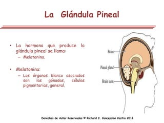 La Glándula Pineal


• La hormona que produce la
  glándula pineal se llama:
   – Melatonina.


• Melatonina:
   – Los órganos blanco asociados
     son   las    gónadas,  células
     pigmentarias, general.




                Derechos de Autor Reservados © Richard C. Concepción Castro 2011
 