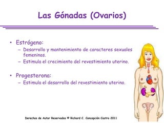 Las Gónadas (Ovarios)


• Estrógeno:
  – Desarrollo y mantenimiento de caracteres sexuales
    femeninos.
  – Estimula el crecimiento del revestimiento uterino.


• Progesterona:
  – Estimula el desarrollo del revestimiento uterino.




     Derechos de Autor Reservados © Richard C. Concepción Castro 2011
 