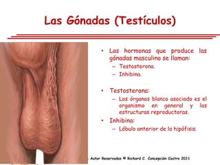 Las Gónadas (Testículos)

                     • Las hormonas que produce las
                       gónadas masculino se llaman:
                           – Testosterona.
                           – Inhibina.


                     • Testosterona:
                           – Los órganos blanco asociado es el
                             organismo en general y las
                             estructuras reproductoras.
                     • Inhibina:
                           – Lóbulo anterior de la hipófisis.




    Derechos de Autor Reservados © Richard C. Concepción Castro 2011
 