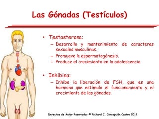Las Gónadas (Testículos)

  • Testosterona:
     – Desarrollo y mantenimiento de caracteres
       sexuales masculinas.
     – Promueve la espermatogénesis.
     – Produce el crecimiento en la adolescencia


  • Inhibina:
     – Inhibe la liberación de FSH, que es una
       hormona que estimula el funcionamiento y el
       crecimiento de las gónadas.



    Derechos de Autor Reservados © Richard C. Concepción Castro 2011
 