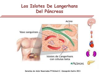 Los Islotes De Langerhans
       Del Páncreas




 Derechos de Autor Reservados © Richard C. Concepción Castro 2011
 