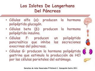 Los Islotes De Langerhans
                Del Páncreas

• Células alfa (α): producen la hormona
  polipéptida glucagón.
• Células beta (β): producen la hormona
  polipéptida insulina.
• Células    F:    producen     un   polipéptido
  pancreático que inhibe las secreciones
  exocrinas del páncreas.
• Células G: producen la hormona polipéptida
  gastrina que estimula la producción de HCl
  por las células parietales del estómago.

           Derechos de Autor Reservados © Richard C. Concepción Castro 2011
 