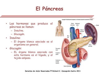 El Páncreas

• Las hormonas que produce el
  páncreas se llaman:
   – Insulina.
   – Glucagón.
• Insulina:
   – El órgano blanco asociado es el
     organismo en general.
• Glucagón:
   – EL órgano blanco asociado con
     esta hormono es el hígado, y el
     tejido adiposo.




                 Derechos de Autor Reservados © Richard C. Concepción Castro 2011
 