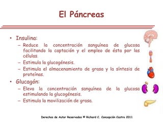 El Páncreas

• Insulina:
   – Reduce la concentración sanguínea de glucosa
     facilitando la captación y el empleo de ésta por las
     células.
   – Estimula la glucogénesis.
   – Estimula el almacenamiento de grasa y la síntesis de
     proteínas.
• Glucagón:
   – Eleva la concentración sanguínea                      de     la    glucosa
     estimulando la glucogénesis.
   – Estimula la movilización de grasa.


              Derechos de Autor Reservados © Richard C. Concepción Castro 2011
 