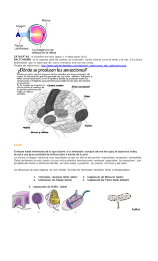 CATARATAS: el cristalino se hace opaco y no deja pasar la luz.
DALTONISMO: es la ceguera para los colores; se confunden ciertos colores como el verde y el rojo. Es la única
enfermedad que no tiene que ver con el cristalino, sino con los conos.
Prueba del daltonismo: http://www.opticien-lentilles.com/daltonien_beta/nueva_test_daltoniano.php
La piel
Siempre estás informado de lo que ocurre a tu alrededor: aunque cierres los ojos, te tapes los oídos,
recibes una gran cantidad de información a través de tu piel.
La piel es un órgano sensorial muy importante ya que en ella se encuentran importantes receptores sensoriales.
Cada centímetro de piel cuenta con una mil quinientas terminaciones nerviosas especiales, los receptores, que
se estimulan frente a estímulos táctiles, de tacto suave y profundo, de presión, térmicos y del dolor.
La estructura de esos órganos es muy simple. Se trata de terminales nerviosos libres o encapsulados.
1. Terminales nerviosos libres (dolor)
2. Corpúsculo de Krause (tacto)
5. Corpúsculos de Ruffini, (calor)
3. Corpúsculo de Meissner (tacto)
4. Corpúsculo de Pacini (tacto-presión)
Ruffini
 