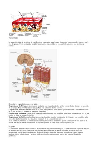 Transmisión
La superficie total de la piel es de casi 2 metros cuadrados: es el mayor órgano del cuerpo con 2,6 kg, con sus 3
mm de grosor. Pero, para poder percibir la sensación transmitida, es necesaria la conexión con el sistema
central.
Receptores especializados en el tacto
Corpúsculos de Meissner: sensibles al contacto, son muy abundantes en las yemas de los dedos y en la punta
de la lengua. Nos permiten saber la superficie y la extensión de los cuerpos.
Corpúsculos de Vater-Pacini: están en la parte más profunda de la dermis y son sensibles a las deformaciones
de la piel, es decir, a las fuerzas ejercidas sobre ella.
Corpúsculos de Krause: están en la superficie de la dermis y son sensibles a las bajas temperaturas, por lo que
a ellos se debe la sensación de frío.
Corpúsculos de Ruffini: se localizan a mayor profundidad que los corpúsculos de Krause y son sensibles a los
aumentos de temperatura, por lo que se encargan de la sensación de calor.
Al no ser tan numerosos, la sensación de calor se percibe más lentamente que la sensación de frío. Este es el
motivo por el cual puede ser bastante fácil que te quemes al sol si no actúas con precaución.
El gusto
El sentido del gusto actúa por contacto de sustancias solubles con la lengua. El ser humano es capaz de percibir
un abanico amplio de sabores como respuesta a la combinación de varios estímulos, entre ellos textura,
temperatura, olor y gusto. Considerado de forma aislada, el sentido del gusto sólo percibe cuatro sabores
básicos: dulce, salado, ácido y amargo; cada uno de ellos es detectado por un tipo especial de papilas
gustativas.
 