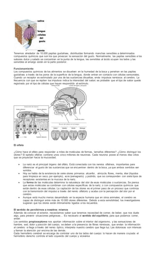 Tenemos alrededor de 10.000 papilas gustativas, distribuidas formando manchas sensibles a determinados
compuestos químicos que son los que provocan la sensación del gusto. Normalmente, las papilas sensibles a los
sabores dulce y salado se concentran en la punta de la lengua, las sensibles al ácido ocupan los lados y las
sensibles al amargo están en la parte posterior.
Funcionamiento
Los compuestos químicos de los alimentos se disuelven en la humedad de la boca y penetran en las papilas
gustativas a través de los poros de la superficie de la lengua, donde entran en contacto con células sensoriales.
Cuando un receptor es estimulado por una de las sustancias disueltas, envía impulsos nerviosos al cerebro. La
frecuencia con que se repiten los impulsos indica la intensidad del sabor; es probable que el tipo de sabor quede
registrado por el tipo de células que hayan respondido al estímulo.
El olfato
¿Cómo hace el olfato para responder a miles de moléculas de formas, tamaños diferentes? ¿Cómo distinguir los
olores? El epitelio olfativo contiene unos cinco millones de neuronas. Cada neurona posee al menos diez cilios
que se proyectan hacia la mucosidad.
 La nariz es el principal órgano del olfato. Está conectada con los nervios olfativos, importantes para
diferenciar el gusto de las sustancias que se encuentran dentro de la boca, ya que ambos sentidos van
vunidos.
 Hoy se habla de la existencia de siete olores primarios: alcanfor, almizcle, flores, menta, éter (líquidos
para limpieza en seco, por ejemplo), acre (avinagrado) y podrido, que se corresponden con siete tipos de
receptores existentes en la mucosa de la nariz.
 La forma de las moléculas determina la naturaleza del olor de esas moléculas o sustancias. Se piensa
que estas moléculas se combinan con células específicas de la nariz, o con compuestos químicos que
están dentro de esas células. La captación de los olores es el primer paso de un proceso que continúa
con la transmisión del impulso a través del nervio olfatorio y acaba con la percepción del olor por el
cerebro.
 Aunque está mucho menos desarrollado en la especie humana que en otros animales, el cerebro es
capaz de distinguir entre más de 10.000 olores diferentes. Debido a esta sensibilidad, los investigadores
sugieran que los olores están íntimamente ligados a los recuerdos.
El sentido de percibirnos a nosotros mismos
Además de conocer el exterior, necesitamos saber que tenemos necesidad de comer, de beber, que nos duele
algo, para prevenir situaciones peligrosas… Es necesario el sentido del equilibrio, para que podamos correr,
andar.
Los sentidos propioceptores nos aportan información sobre el interior del organismo, y las sensaciones de
hambre, sed, dolor y posición del cuerpo, se deben a la presencia de fibras nerviosas, que envían la información
al cerebro: si llega a través del nervio óptico, interpreta nuestro cerebro que llega luz. Las dolorosas son intensas
y llaman la atención por encima de las demás.
Cada hemisferio cerebral se encarga de controlar uno de los lados del cuerpo: lo hacen de manera cruzada: el
hemisferio derecho controla el lado izquierdo del cuerpo y viceversa
 
