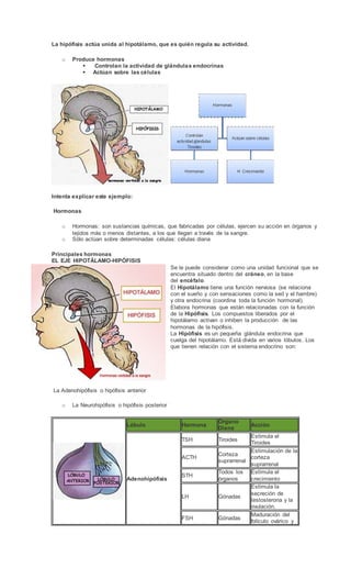 La hipófisis actúa unida al hipotálamo, que es quién regula su actividad.
o Produce hormonas
 Controlan la actividad de glándulas endocrinas
 Actúan sobre las células
Intenta explicar este ejemplo:
Hormonas
o Hormonas: son sustancias químicas, que fabricadas por células, ejercen su acción en órganos y
tejidos más o menos distantes, a los que llegan a través de la sangre.
o Sólo actúan sobre determinadas células: células diana
Principales hormonas
EL EJE HIPOTÁLAMO-HIPÓFISIS
Se le puede considerar como una unidad funcional que se
encuentra situado dentro del cráneo, en la base
del encéfalo.
El Hipotálamo tiene una función nerviosa (se relaciona
con el sueño y con sensaciones como la sed y el hambre)
y otra endocrina (coordina toda la función hormonal).
Elabora hormonas que están relacionadas con la función
de la Hipófisis. Los compuestos liberados por el
hipotálamo activan o inhiben la producción de las
hormonas de la hipófisis.
La Hipófisis es un pequeña glándula endocrina que
cuelga del hipotálamo. Está divida en varios lóbulos. Los
que tienen relación con el sistema endocrino son:
La Adenohipófisis o hipófisis anterior
o La Neurohipófisis o hipófisis posterior
Lóbulo Hormona
Órgano
Diana
Acción
Adenohipófisis
TSH Tiroides
Estimula el
Tiroides
ACTH
Corteza
suprarrenal
Estimulación de la
corteza
suprarrenal
STH
Todos los
órganos
Estimula el
crecimiento
LH Gónadas
Estimula la
secreción de
testosterona y la
ovulación.
FSH Gónadas
Maduración del
folículo ovárico y
 