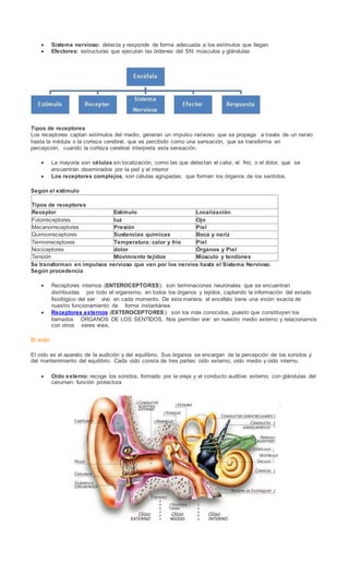  Sistema nervioso: detecta y responde de forma adecuada a los estímulos que llegan
 Efectores: estructuras que ejecutan las órdenes del SN: músculos y glándulas
Tipos de receptores
Los receptores captan estímulos del medio, generan un impulso nervioso que se propaga a través de un nervio
hasta la médula o la corteza cerebral, que es percibido como una sensación, que se transforma en
percepción, cuando la corteza cerebral interpreta esta sensación.
 La mayoría son células sin localización, como las que detectan el calor, el frío, o el dolor, que se
encuentran diseminados por la piel y el interior
 Los receptores complejos, son células agrupadas, que forman los órganos de los sentidos.
Según el estímulo
Tipos de receptores
Receptor Estímulo Localización
Fotorreceptores luz Ojo
Mecanorreceptores Presión Piel
Quimiorreceptores Sustancias químicas Boca y nariz
Termorreceptores Temperatura: calor y frío Piel
Nociceptores dolor Órganos y Piel
Tensión Movimiento tejidos Músculo y tendones
Se transforman en impulsos nervioso que van por los nervios hasta el Sistema Nervioso.
Según procedencia
 Receptores internos (ENTEROCEPTORES): son terminaciones neuronales que se encuentran
distribuidas por todo el organismo, en todos los órganos y tejidos, captando la información del estado
fisiológico del ser vivo en cada momento. De esta manera, el encéfalo tiene una visión exacta de
nuestro funcionamiento de forma instantánea.
 Receptores externos (EXTEROCEPTORES): son los más conocidos, puesto que constituyen los
llamados ÓRGANOS DE LOS SENTIDOS. Nos permiten vivir en nuestro medio externo y relacionarnos
con otros seres vivos.
El oído
El oído es el aparato de la audición y del equilibrio. Sus órganos se encargan de la percepción de los sonidos y
del mantenimiento del equilibrio. Cada oído consta de tres partes: oído externo, oído medio y oído interno.
 Oído externo: recoge los sonidos, formado por la oreja y el conducto auditivo externo, con glándulas del
cerumen: función protectora
 