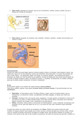  Oído medio: separado por tímpano, que se une a huesecillos: martillo, yunque y estribo. Se une a
faringe por trompas de Eustaquio.
 Oído interno: separado por ventanas oval y redonda. Contiene: vestíbulo, canales semicirculares y el
caracol o cóclea.
Funcionamiento
Cuando las ondas de sonido llegan hasta el conducto auditivo externo y al tímpano, éste empieza a vibrar. Las
vibraciones pasan por los tres pequeños huesos que transfieren estas vibraciones a la parte más profunda del
oído: el oído interno. Las vibraciones llegan a la cóclea, un conducto pequeño que está llena de líquido y
recubierta de células con miles de pelitos en la superficie. Cuando las vibraciones del sonido tocan el líquido de
la cóclea, el líquido empieza a vibrar, los pelitos se mueven y convierten las vibraciones en señales nerviosas
para que el cerebro pueda comprender el sonido e interpretarlo.
El ojo
Se encuentra alojado en la cavidad del cráneo llamada cuenca orbitaria.
Tiene forma esférica, gracias a que posee el humor vítreo y el humor acuoso. El ojo está formado por tres
membranas:
 Esclerótica: la más externa y dura. Es blanca, fibrosa y opaca, salvo en la parte anterior, que es
transparente y se denomina córnea. Las glándulas lacrimales segregan un líquido que mata a las
bacterias.
 Coroides: membrana fina, con muchos vasos sanguíneos. Su parte anterior se transforma y forma el iris,
que tiene en el centro un orificio llamado pupila. El iris tiene muchas fibras musculares que le permiten
regular el tamaño de la pupila. Color característico de cada persona.
 Retina: membrana interna donde se encuentran los fotorreceptores: conos y bastones: los bastones son
sensibles a la luz, pero sólo dejan ver en b y n. Los conos en color, pero necesitan mayor intensidad
lumínica.
La parte de la retina con mayor número de receptores es la fóvea. Detrás de la córnea existe una lente:
cristalino. El espacio anterior está ocupado por el humor acuoso y el resto del globo por el humor vítreo. Actúan
como un conjunto de lentes cuya función es enfocar la imagen visual, pero de forma invertida en la retina. La
curvatura de la córnea es fija, pero la del cristalino se ajusta por una serie de músculos que permiten modificar su
 