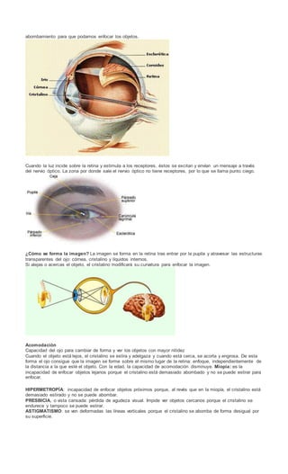 abombamiento para que podamos enfocar los objetos.
Cuando la luz incide sobre la retina y estimula a los receptores, éstos se excitan y envían un mensaje a través
del nervio óptico. La zona por donde sale el nervio óptico no tiene receptores, por lo que se llama punto ciego.
¿Cómo se forma la imagen? La imagen se forma en la retina tras entrar por la pupila y atravesar las estructuras
transparentes del ojo: córnea, cristalino y líquidos internos.
Si alejas o acercas el objeto, el cristalino modificará su curvatura para enfocar la imagen.
Acomodación
Capacidad del ojo para cambiar de forma y ver los objetos con mayor nitidez
Cuando el objeto está lejos, el cristalino se estira y adelgaza y cuando está cerca, se acorta y engrosa. De esta
forma el ojo consigue que la imagen se forme sobre el mismo lugar de la retina: enfoque, independientemente de
la distancia a la que esté el objeto. Con la edad, la capacidad de acomodación disminuye. Miopía: es la
incapacidad de enfocar objetos lejanos porque el cristalino está demasiado abombado y no se puede estirar para
enfocar.
HIPERMETROPÍA: incapacidad de enfocar objetos próximos porque, al revés que en la miopía, el cristalino está
demasiado estirado y no se puede abombar.
PRESBICIA, o vista cansada: pérdida de agudeza visual. Impide ver objetos cercanos porque el cristalino se
endurece y tampoco se puede estirar.
ASTIGMATISMO: se ven deformadas las líneas verticales porque el cristalino se abomba de forma desigual por
su superficie.
 