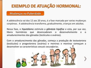 MMMMuuuuddddaaaannnnççççaaaassss nnnnaaaa PPPPuuuubbbbeeeerrrrddddaaaaddddeeee 
A adolescência vai dos 12 aos 20 anos, é a fase marcada por varias mudanças 
corpóreas. A adolescência transforma, gradualmente, crianças em adultos. 
Nessa fase, o hhiippoottáállaammoo estimula a ggllâânndduullaa hhiippóóffiissee e esta, por sua vez, 
libera hormônios que desencadeiam o desenvolvimento e o 
amadurecimentos das gônadas (testículos e ovários). 
Com o amadurecimento das gônadas, começa a produção de testosterona 
(testículos) e progesterona (ovários) e meninos e meninas começam a 
desenvolver as características sexuais secundarias. 
 