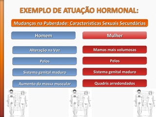 Mudanças na Puberdade: Características MMMuuudddaaannnçççaaasss nnnaaa PPPuuubbbeeerrrdddaaadddeee::: CCCaaarrraaacccttteeerrríííssstttiiicccaaasss SSSSeeeexxxxuuuuaaaaiiiissss SSSSeeeeccccuuuunnnnddddáááárrrriiiiaaaassss 
HHHHoooommmmeeeemmmm MMMMuuuullllhhhheeeerrrr 
AAAAlllltttteeeerrrraaaaççççããããoooo nnnnaaaa VVVVoooozzzz 
PPPPeeeelllloooossss 
SSSSiiiisssstttteeeemmmmaaaa ggggeeeennnniiiittttaaaallll mmmmaaaadddduuuurrrroooo 
AAAAuuuummmmeeeennnnttttoooo ddddaaaa mmmmaaaassssssssaaaa mmmmuuuussssccccuuuullllaaaarrrr 
MMMMaaaammmmaaaassss mmmmaaaaiiiissss vvvvoooolllluuuummmmoooossssaaaassss 
PPPPeeeelllloooossss 
SSSSiiiisssstttteeeemmmmaaaa ggggeeeennnniiiittttaaaallll mmmmaaaadddduuuurrrroooo 
QQQQuuuuaaaaddddrrrriiiissss aaaarrrrrrrreeeeddddoooonnnnddddaaaaddddoooossss 
 