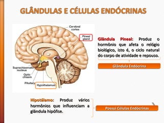 HHiippoottáállaammoo:: PPrroodduuzz vváárriiooss 
hhoorrmmôônniiooss qquuee iinnfflluueenncciiaamm aa 
ggllâânndduullaa hhiippóóffiissee.. 
GGllâânndduullaa PPiinneeaall:: PPrroodduuzz oo 
hhoorrmmôônniioo qquuee aaffeettaa oo rreellóóggiioo 
bbiioollóóggiiccoo,, iissttoo éé,, oo cciicclloo nnaattuurraall 
ddoo ccoorrppoo ddee aattiivviiddaaddee ee rreeppoouussoo.. 
GGGGllllâââânnnndddduuuullllaaaa EEEEnnnnddddóóóóccccrrrriiiinnnnaaaa 
PPPPoooossssssssuuuuiiii CCCCéééélllluuuullllaaaassss EEEEnnnnddddóóóóccccrrrriiiinnnnaaaassss 
 