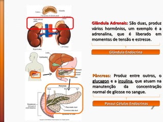 GGllâânndduullaa AAddrreennaaiiss:: SSããoo dduuaass,, pprroodduuzz 
vváárriiooss hhoorrmmôônniiooss,, uumm eexxeemmpplloo éé aa 
aaddrreennaalliinnaa,, qquuee éé lliibbeerraaddoo eemm 
mmoommeennttooss ddee tteennssããoo ee eessttrreessssee.. 
GGGGllllâââânnnndddduuuullllaaaa EEEEnnnnddddóóóóccccrrrriiiinnnnaaaa 
PPâânnccrreeaass:: PPrroodduuzz eennttrree oouuttrrooss,, oo 
gglluuccaaggoonn ee aa iinnssuulliinnaa,, qquuee aattuuaamm nnaa 
mmaannuutteennççããoo ddaa ccoonncceennttrraaççããoo 
nnoorrmmaall ddee gglliiccoossee nnoo ssaanngguuee.. 
PPPPoooossssssssuuuuiiii CCCCéééélllluuuullllaaaassss EEEEnnnnddddóóóóccccrrrriiiinnnnaaaassss 
 