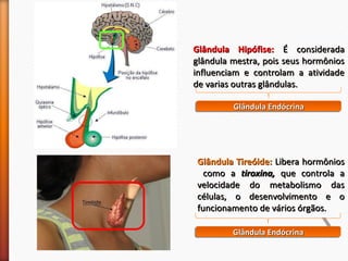 GGllâânndduullaa HHiippóóffiissee:: ÉÉ ccoonnssiiddeerraaddaa 
ggllâânndduullaa mmeessttrraa,, ppooiiss sseeuuss hhoorrmmôônniiooss 
iinnfflluueenncciiaamm ee ccoonnttrroollaamm aa aattiivviiddaaddee 
ddee vvaarriiaass oouuttrraass ggllâânndduullaass.. 
GGGGllllâââânnnndddduuuullllaaaa EEEEnnnnddddóóóóccccrrrriiiinnnnaaaa 
GGllâânndduullaa TTiirreeóóiiddee:: LLiibbeerraa hhoorrmmôônniiooss 
ccoommoo aa ttiirrooxxiinnaa,, qquuee ccoonnttrroollaa aa 
vveelloocciiddaaddee ddoo mmeettaabboolliissmmoo ddaass 
ccéélluullaass,, oo ddeesseennvvoollvviimmeennttoo ee oo 
ffuunncciioonnaammeennttoo ddee vváárriiooss óórrggããooss.. 
GGGGllllâââânnnndddduuuullllaaaa EEEEnnnnddddóóóóccccrrrriiiinnnnaaaa 
 