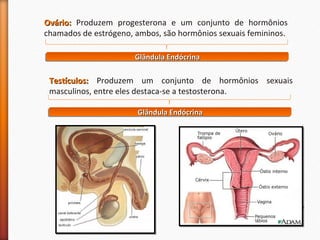 OOvváárriioo:: Produzem progesterona e um conjunto de hormônios 
chamados de estrógeno, ambos, são hormônios sexuais femininos. 
GGGGllllâââânnnndddduuuullllaaaa EEEEnnnnddddóóóóccccrrrriiiinnnnaaaa 
TTeessttííccuullooss:: Produzem um conjunto de hormônios sexuais 
masculinos, entre eles destaca-se a testosterona. 
GGGGllllâââânnnndddduuuullllaaaa EEEEnnnnddddóóóóccccrrrriiiinnnnaaaa 
 