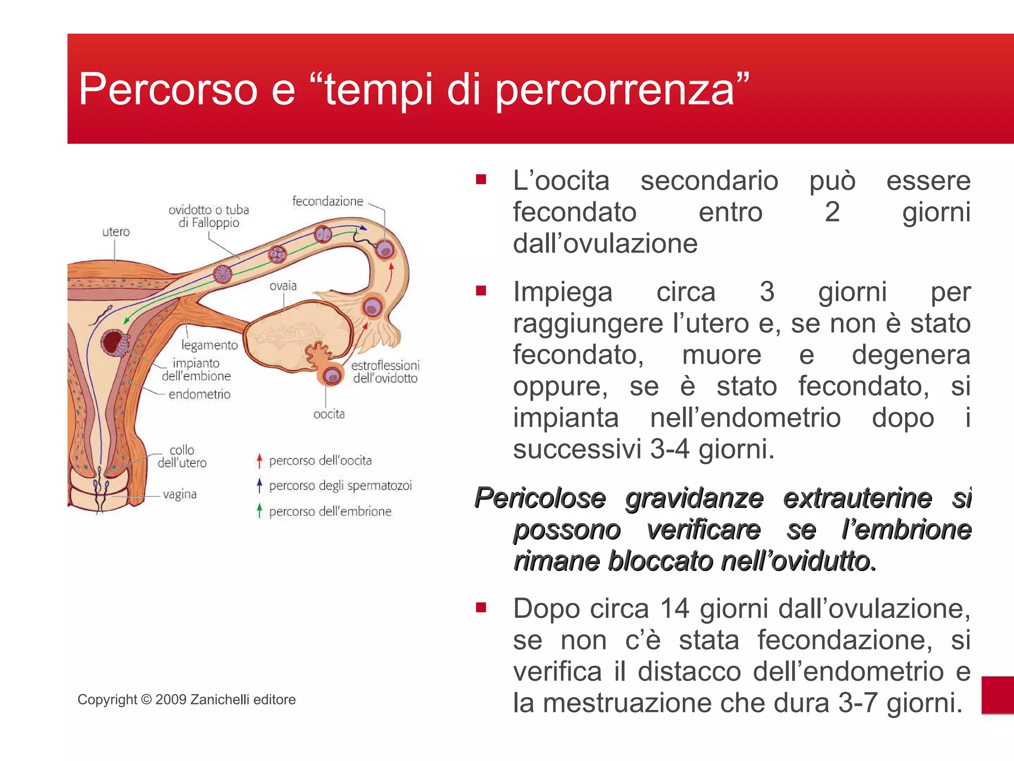 Sistema endocrino e riproduttivo | PPT