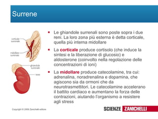 Sistema Endocrino E Riproduttivo PPT sistema-endocrino-e-riproduttivo-ppt