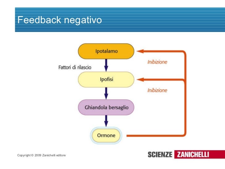 Sistema Endocrino De Feedback Positivo sistema-endocrino-de-feedback-positivo