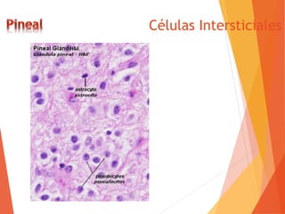 Células Intersticiales
 
