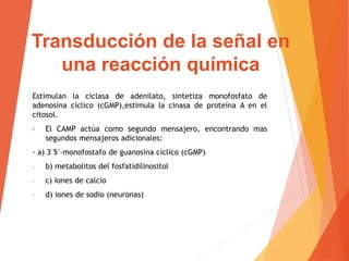 Estimulan la ciclasa de adenilato, sintetiza monofosfato de
adenosina cíclico (cGMP),estimula la cinasa de proteína A en el
citosol.
• El CAMP actúa como segundo mensajero, encontrando mas
segundos mensajeros adicionales:
- a) 3´5´-monofostafo de guanosina cíclico (cGMP)
- b) metabolitos del fosfatidilinositol
- c) iones de calcio
- d) iones de sodio (neuronas)
Transducción de la señal en
una reacción química
 