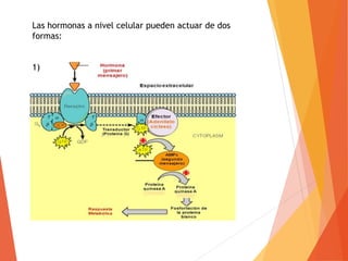 Las hormonas a nivel celular pueden actuar de dos
formas:
1)
 