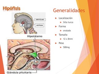 Generalidades
 Localización
 Silla turca
 Forma
 ovalada
 Tamaño
 12 x 8mm
 Peso
 500mg
 