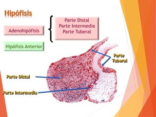 Adenohipófisis
Parte Distal
Parte Intermedia
Parte Tuberal
Hipófisis Anterior
 