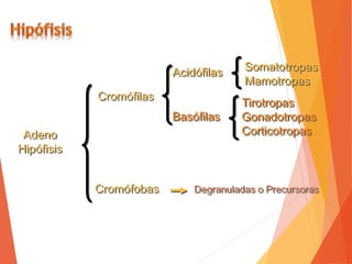Adeno
Hipófisis
Cromófilas
Cromófobas
Acidófilas
Basófilas
Somatotropas
Mamotropas
Tirotropas
Gonadotropas
Corticotropas
Degranuladas o Precursoras
 