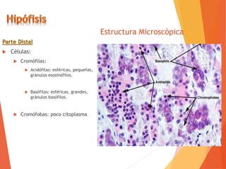 Estructura Microscópica
Parte Distal
 Células:
 Cromófilas:
 Acidófilas: esféricas, pequeñas,
gránulos esosinófilos.
 Basófilas: esféricas, grandes,
gránulos basófilos.
 Cromófobas: poco citoplasma
 