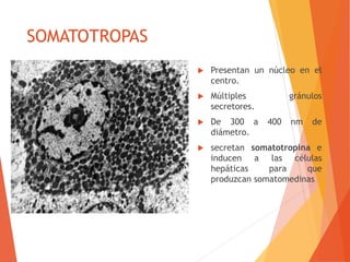 SOMATOTROPAS
 Presentan un núcleo en el
centro.
 Múltiples gránulos
secretores.
 De 300 a 400 nm de
diámetro.
 secretan somatotropina e
inducen a las células
hepáticas para que
produzcan somatomedinas
 